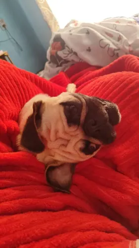 Pug macho