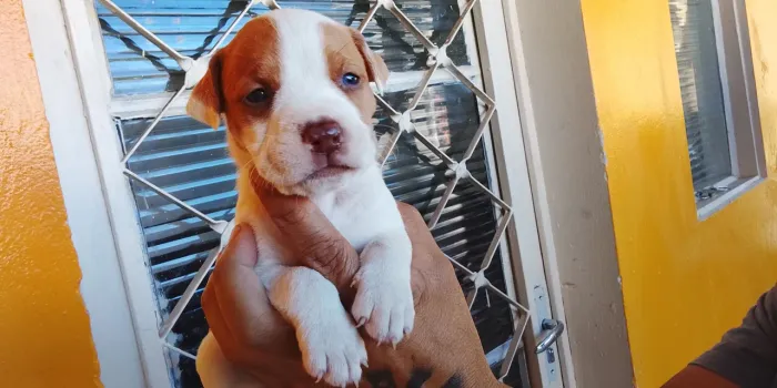 Pitbul