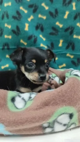 Pinscher 