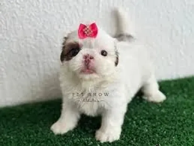 Shih Tzu O Shih Tzu aproveitou uma tarde tranquila em casa.