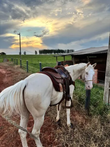CAVALO DE LAÇO PÉ E CABEÇA - QUARTO DE MILHA PURO DE ORIGEM