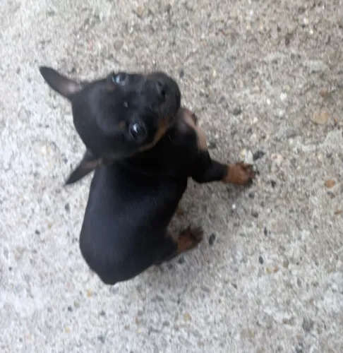 Vendas