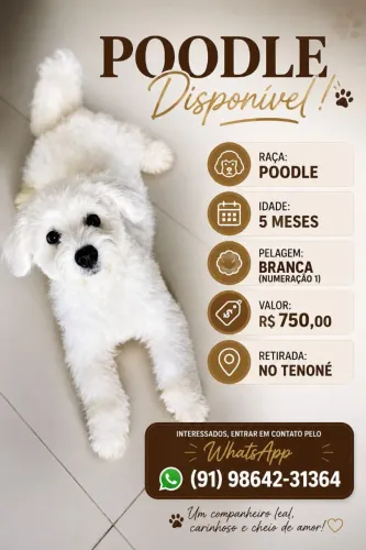Poodle Filhote 