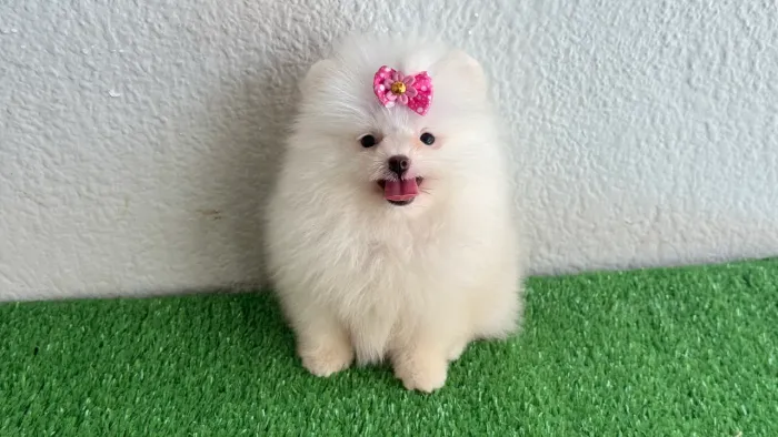 !!! Ursinhas !!! Lulu da pomerania