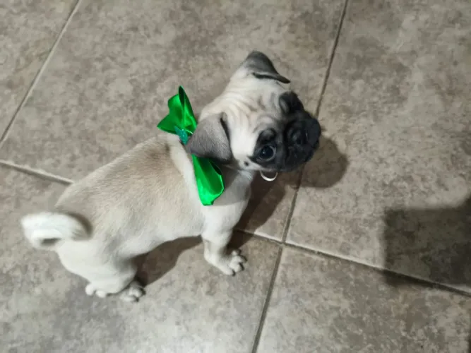 Pug macho abricot linhagem Nabuco 