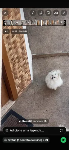 Spitz anão.
