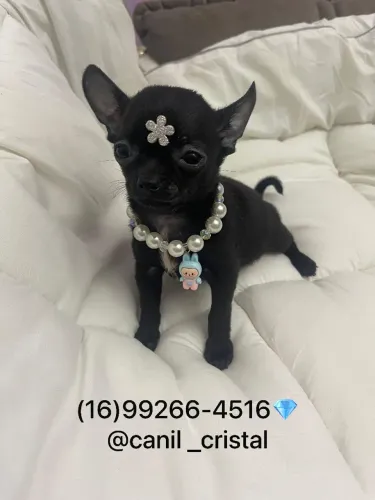 Chihuahua pelo curto macho