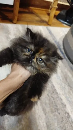 Filhote gata persa fêmea 
