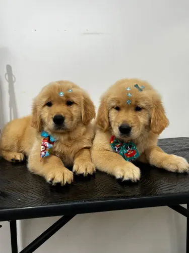 Filhotes de Golden