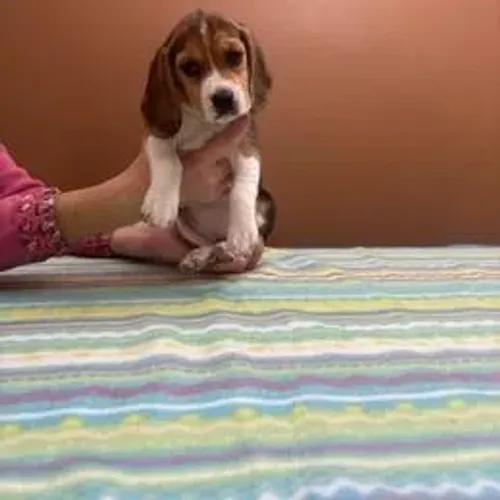 Beagle,Beagle Filhote Saudável Excelente Companhia