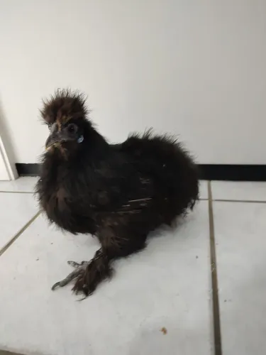 Galinha Sedosa Preta