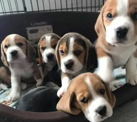 Filhotes de Beagle 13 polegadas Machos e Fêmeas