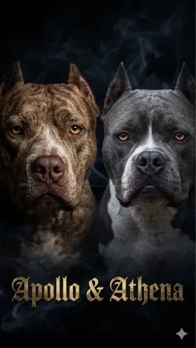 Filhotes American Bully 