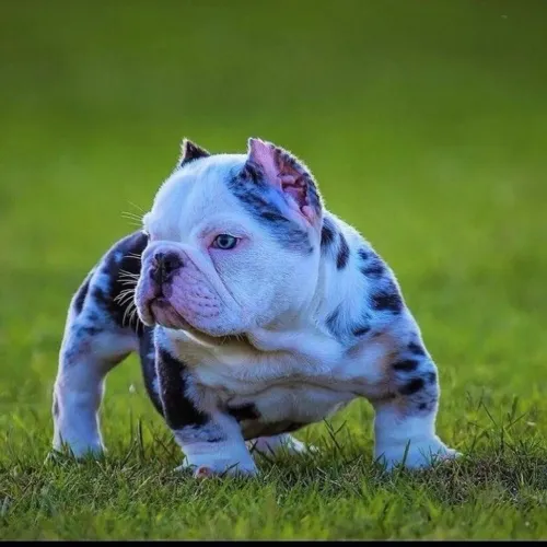 American Bully - Venha Conhecer Essas Pequenas Estrelas !