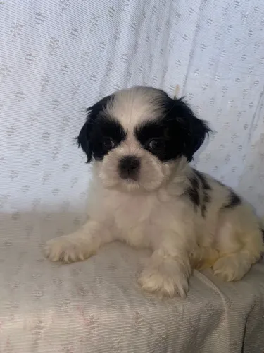 Filhotes Shih Tzu