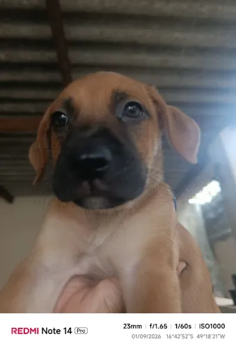 Cachorro macho filhote