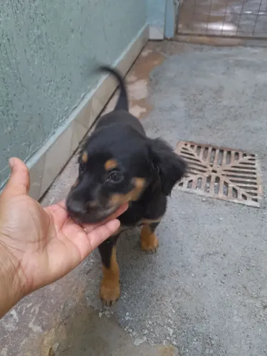 Cachorrinha