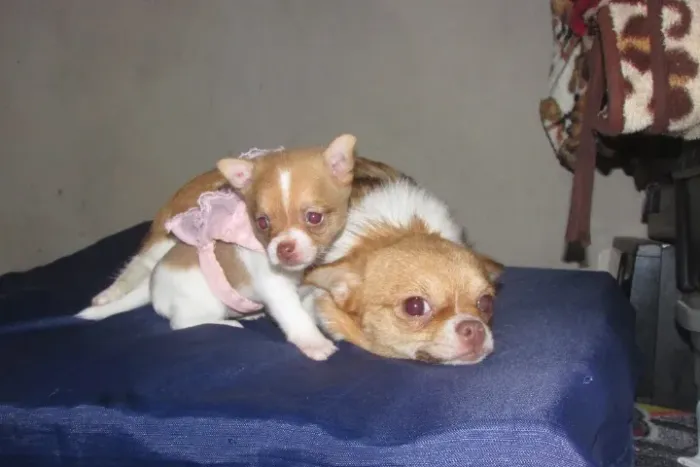 femia filhote de chihuahua