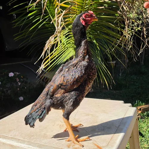 Galinha Shamo