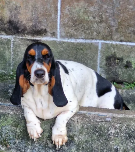 Bassethounds Adultas Fêmeas super dóceis e saudáveis 