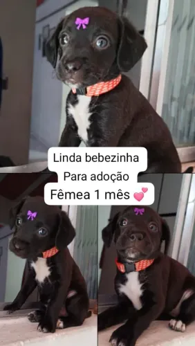 Adoção filhote fêmea 