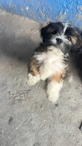 Filhote de Shitzu macho, já está vermífugo e com a primeira dose da vacina contra virose