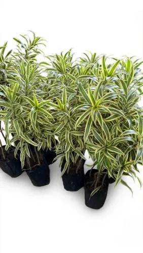 Plantas grandes ?