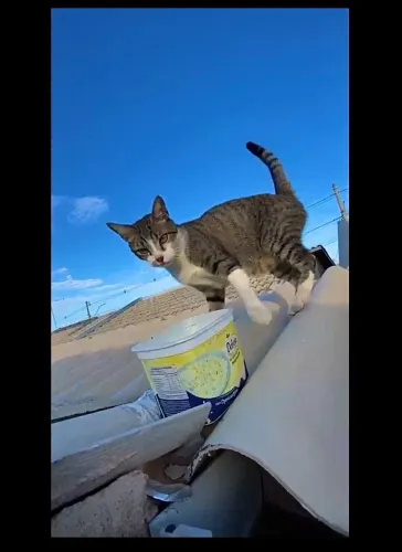 Doação de gata