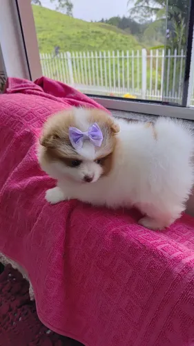 Lulu da pomeranea ursinho anão