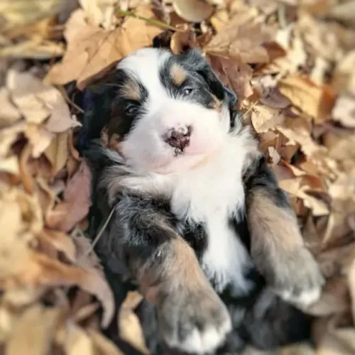 Filhotes de Bernese | Pequenos amigos que tornam tudo mais divertido!