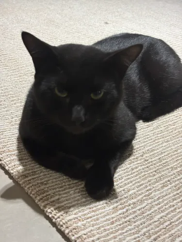 Gatinho para adoção 