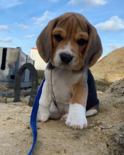 Filhotes De Beagle - Um Amor Verdadeiro Tem Patinhas E Focinho