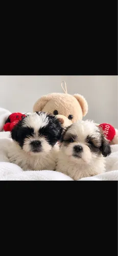 Filhotes de shihtzu
