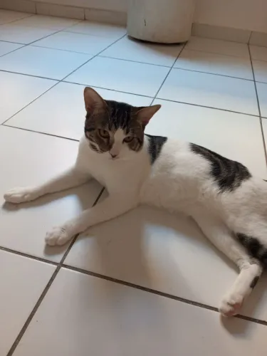 Doação de gato macho