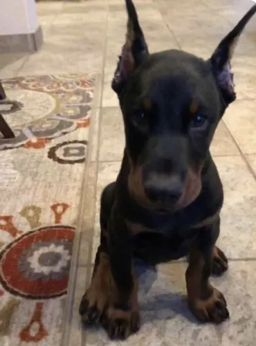 Filhotes de doberman com pedigree, microchipados e com 1 vacina 