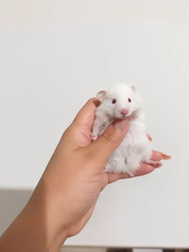 Hamsters Teddy Bear | Lindos Filhotes