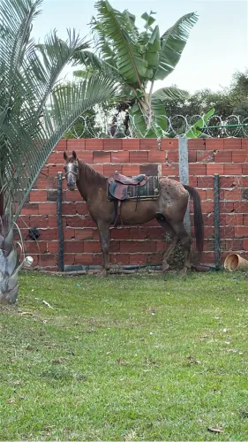 Cavalo QM Appalloosa 