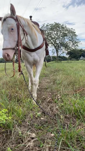 Vendo Cavalo