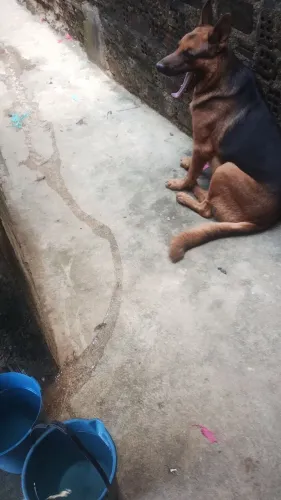 Pastor alemão pra cruza