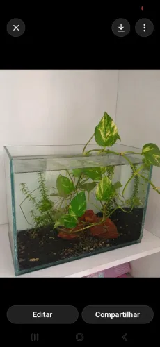 Aquário 27l + Aquário 19l + Cascalho de Rio + 4 Barbus Sumatra