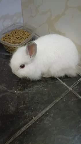 Vendo coelho