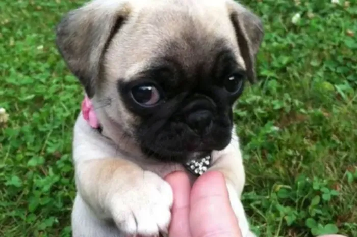 Filhote de Pug pra doação
