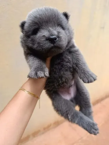 Filhote Chow Chow