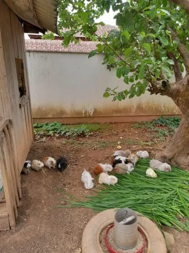 Porquinhos da Índia Peruanos e Sheltie Pelo Longo...