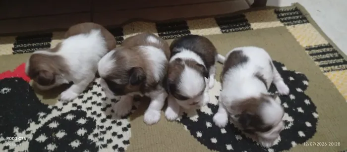 Vendo filhote micro shitzu pra reserva macho e fêmea nascido 25/06