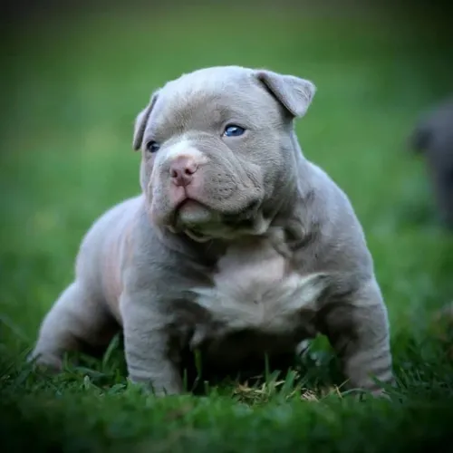 Fortes e Grandes American Bully filhotes
