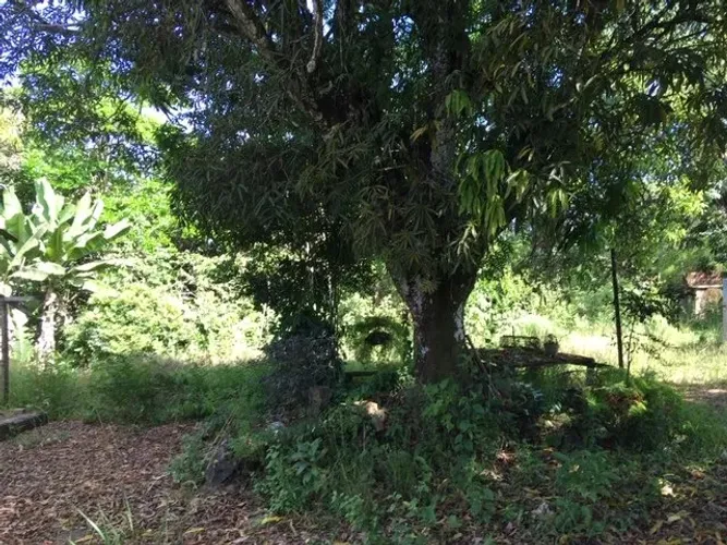Terreno área 36mil metros Cassange