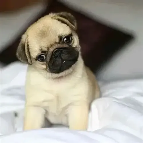 Pug ?  Carinhoso, dócil e muito companheiro! 