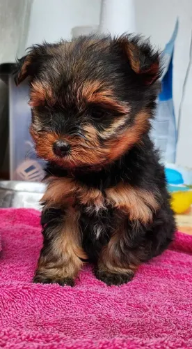 Yorkshire- Vacinação, Vermifugação e Garantia - Filhotes de Confiança