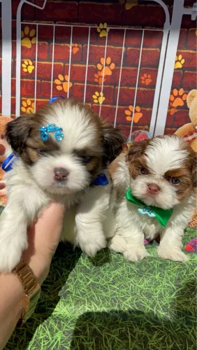 Filhotes Shih Tzu variados ( cores lindas)